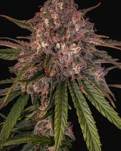 Sour Crinkle Auto