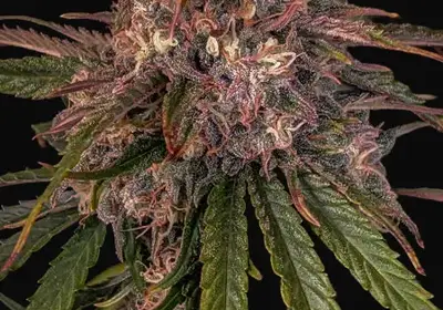 Sour Crinkle Auto