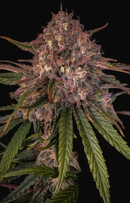 Sour Crinkle Auto