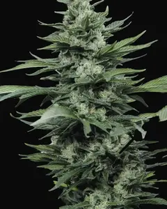 Sour Diesel #2