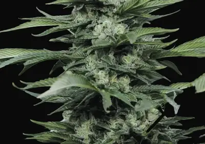 Sour Diesel #2