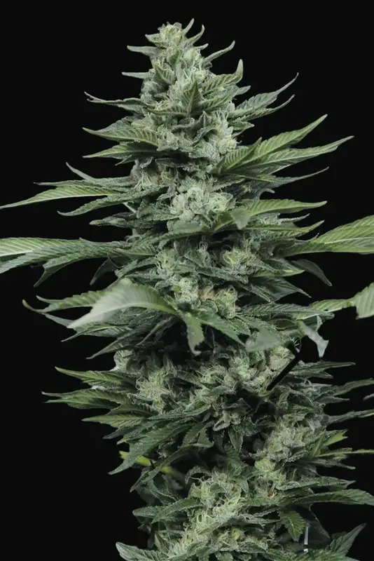 Sour Diesel #2