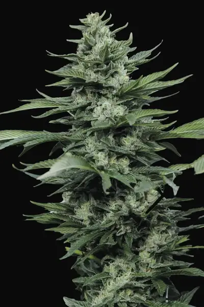 Sour Diesel #2 Regular