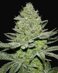 Sour Diesel Auto