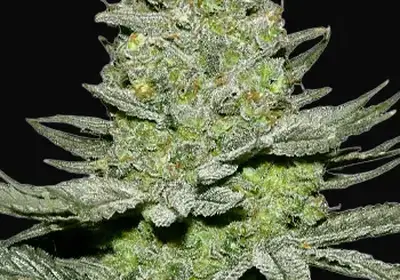 Sour Diesel Auto