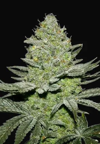 Sour Diesel Auto