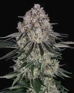 Sour Diesel Auto
