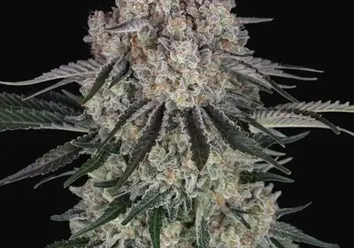 Sour Diesel Auto