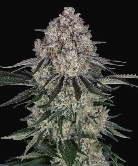 Sour Diesel Auto
