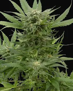 Sour Diesel Auto