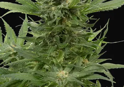 Sour Diesel Auto