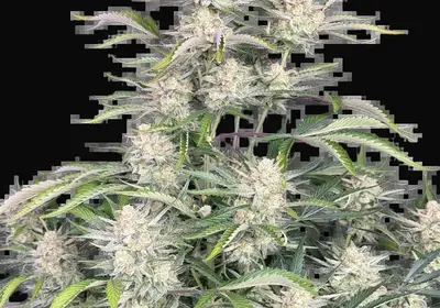 Sour Diesel Auto