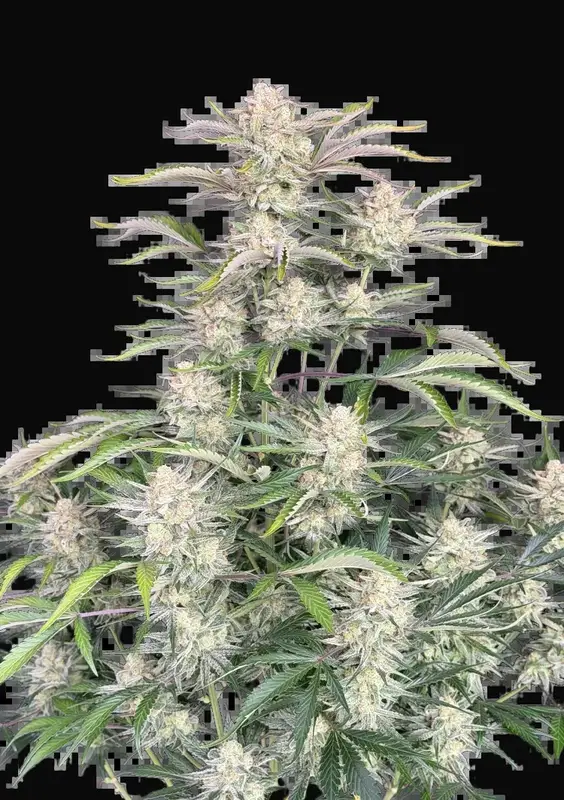 Sour Diesel Auto