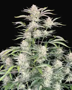 Sour Diesel Auto