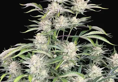 Sour Diesel Auto
