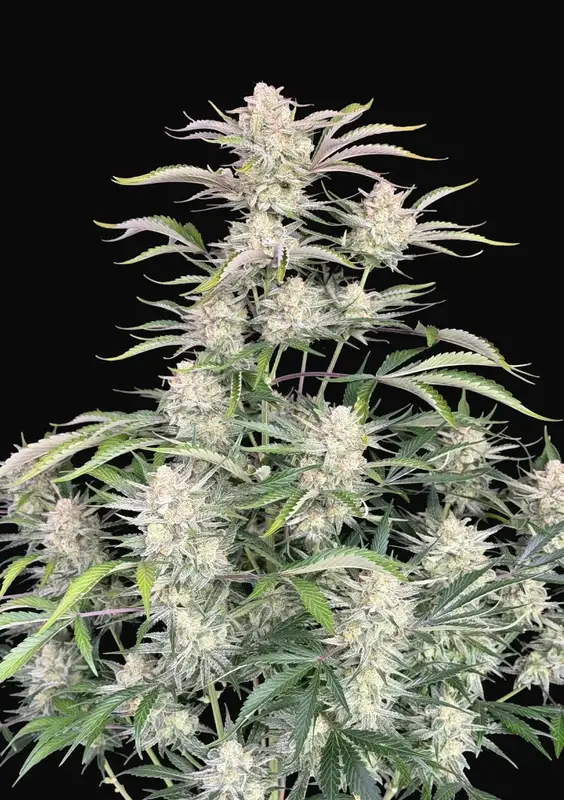 Sour Diesel Auto