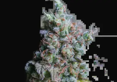 Sour Diesel Auto