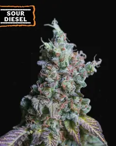 Sour Diesel Auto
