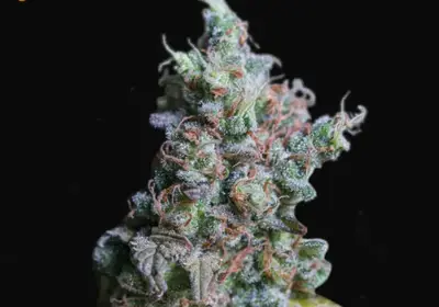 Sour Diesel Auto