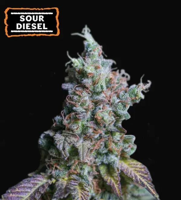 Sour Diesel Auto