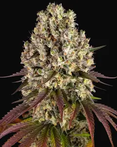 Sour Diesel
