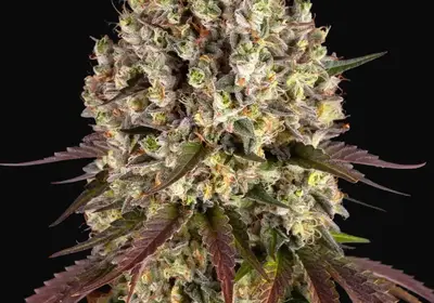 Sour Diesel