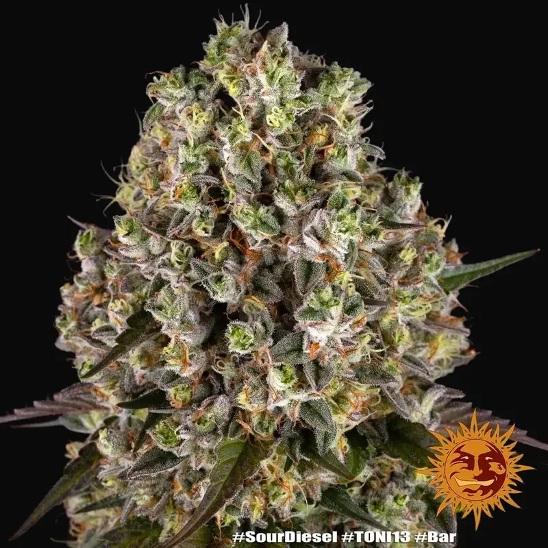 Sour Diesel — zdjęcie 2