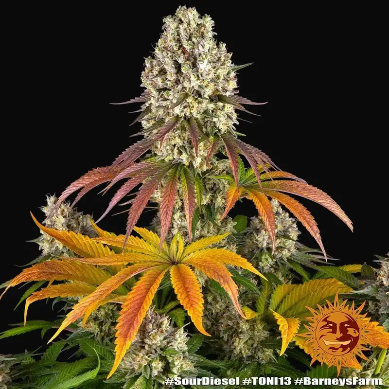 Sour Diesel — zdjęcie 4