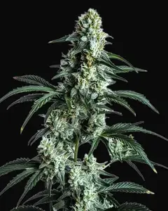 Sour Diesel
