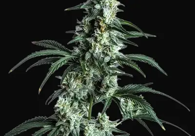 Sour Diesel