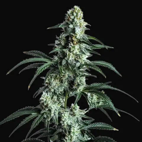 Sour Diesel
