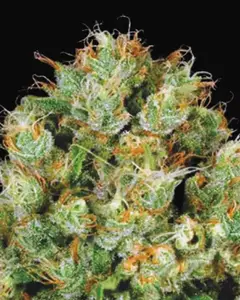 Sour Diesel