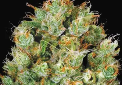 Sour Diesel