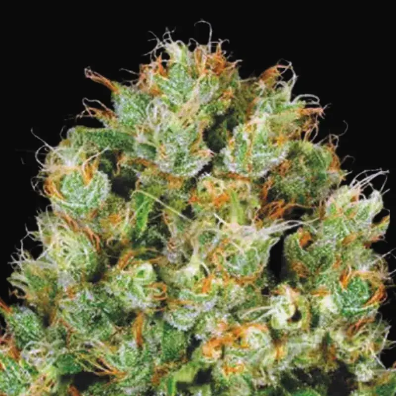 Sour Diesel