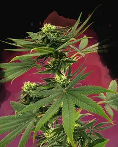 Sour Diesel