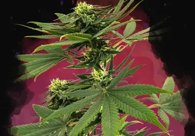 Sour Diesel