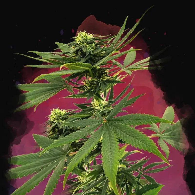 Sour Diesel
