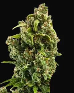 Sour Diesel