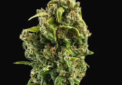 Sour Diesel