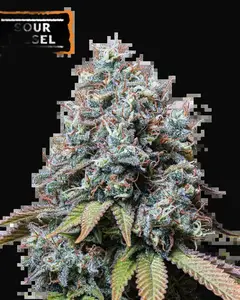 Sour Diesel