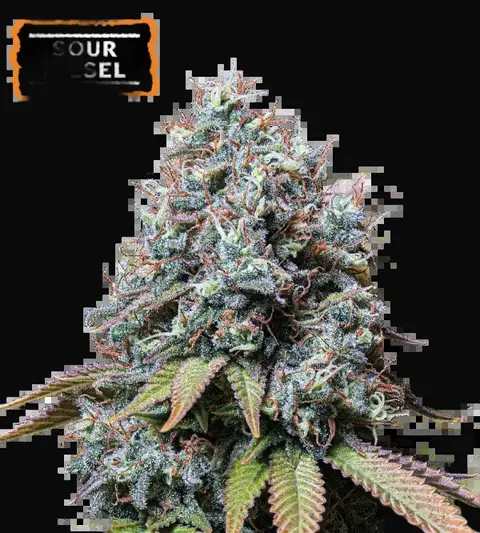 Sour Diesel