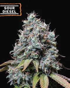Sour Diesel