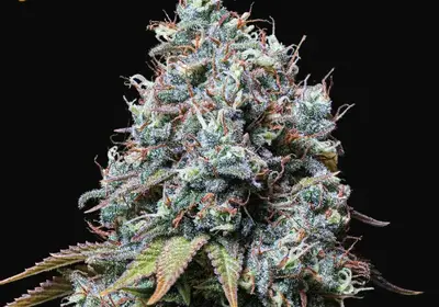 Sour Diesel