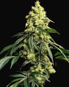 Sour G R1