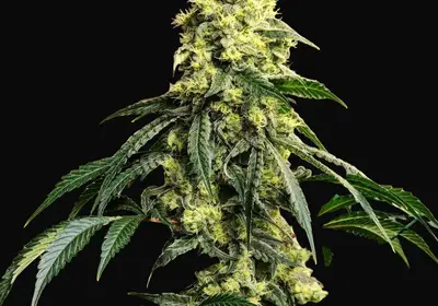 Sour G R1