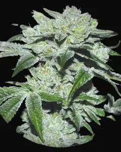 Sour Glue