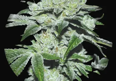 Sour Glue