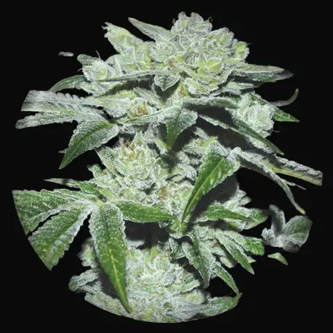 Sour Glue