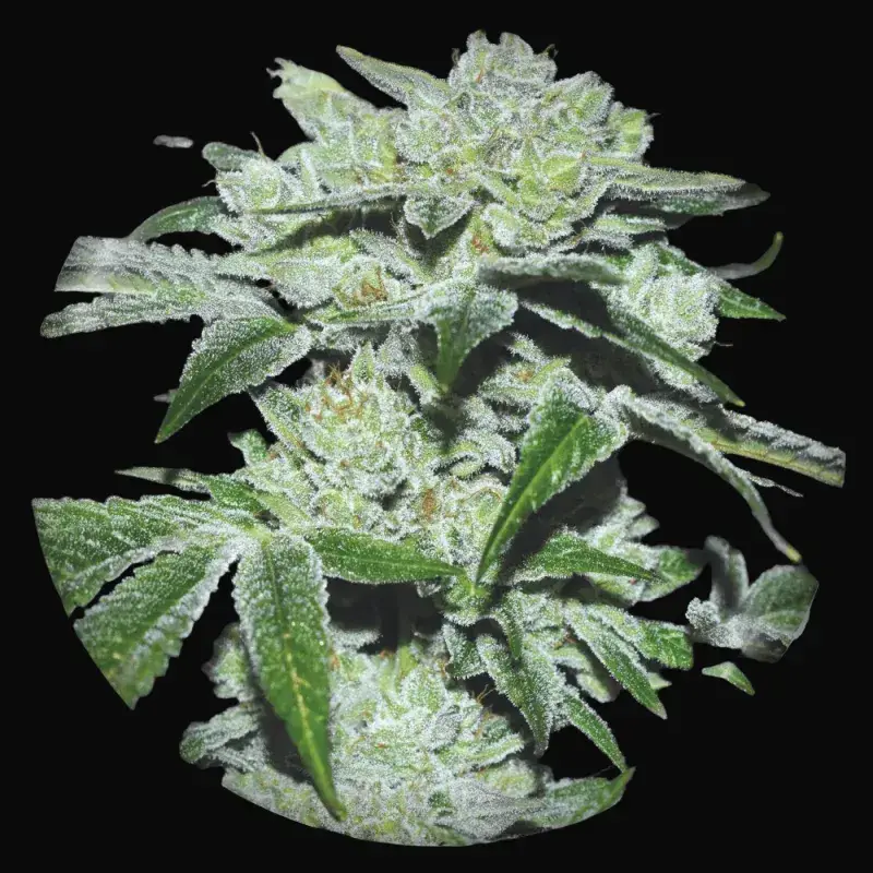 Sour Glue