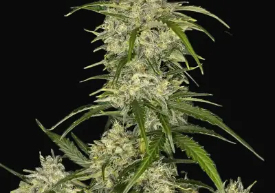 Sour Jealousy Auto